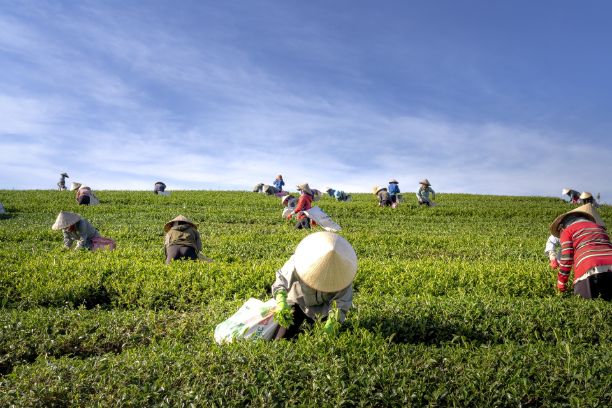 Sustainable Environment, Tea planting in Vietnam